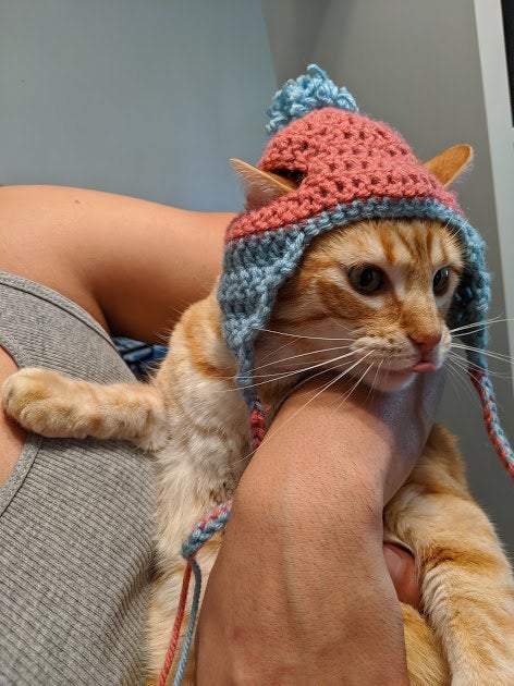 PixelThat Punderwear Cat Hats Custom Cat Hat